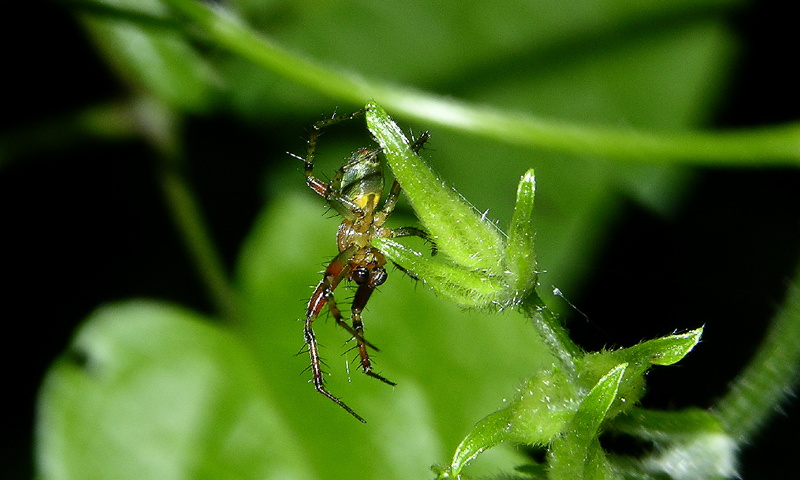 Micrommata m, Tegenaria m., Araniella m. e f.,  Zoropsis,
